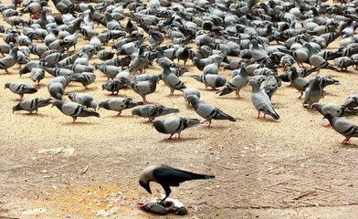 Crow eating a dead pigeon with a group of pigeons in the background