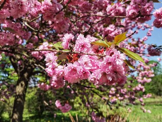 Prunus serrulata,  branch of Kanzan cherry with pink double flowers. Japanese cherry, sakura.