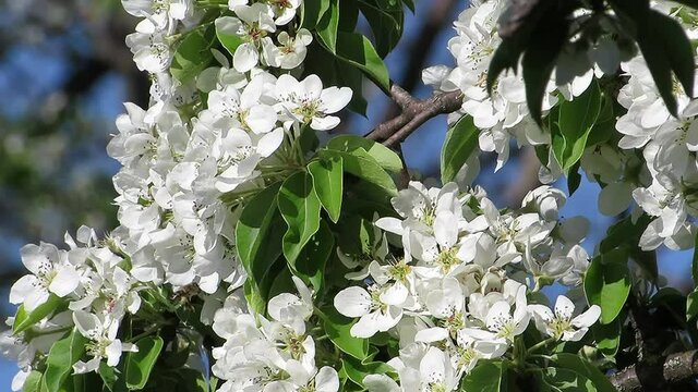 White pear flowers bee collect pollen