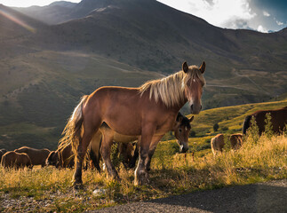 Herd of horses grazing on the pasture with high rocky mountains in the background