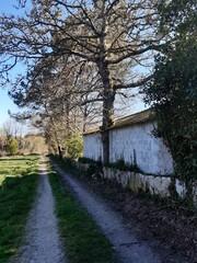 Curiosa construcción aprovechando un árbol en Galicia