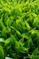 Beautiful spring lily of the valley. many green leaves of lilies of the valley, without flowering, texture