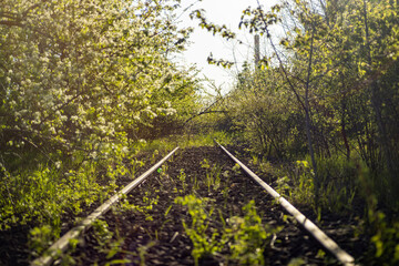 Zarośnięte tory kolejowe wiosną