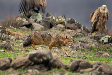 Naklejka na ściany i meble Golden jackal between griffon vultures in Rhodope Mountains. Scavengers looking for food. Jackal and vultures in Bulgaria mountains. European wildlife. 