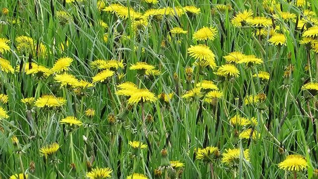 Yellow Kulbaba's meadow sways in the wind