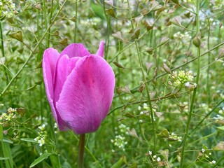 Pink tulip flower in spring green grass meadow.