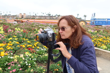 Woman Photographer Taking Picture of Flowers at the Carlsbad, California, Flower Fields, with a...