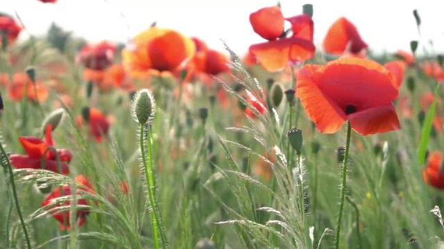 Poppies on green field 