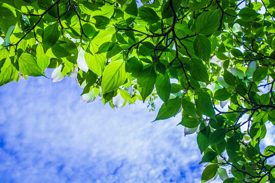 Lush green leaves of a dogwood tree with cloudy blue skies in the background