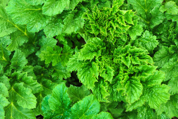 Hogweed leaves, dangerous poisonous plant, top view. Green natural background