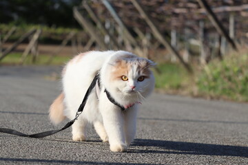 散歩する動物の猫