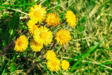Mother and stepmother is blooming, yellow spring flowers. Tussilago farfara top view