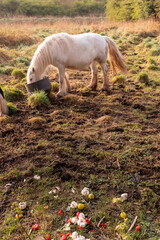 Obraz na płótnie Canvas One white beautiful horse in a field consuming food from a plastic bucket. Warm sunrise sun. Elegant animals in a nature environment. Vertical image