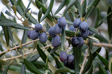 Ripe black and green olives hanging op olive tree