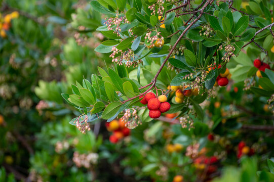 Botanical collection, ripe colorful flowers of Arbutus unedo, strawberry tree, evergreen shrub or small tree in the family Ericaceae, native to Mediterranean region