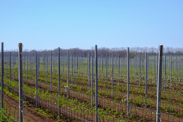 Obraz premium Many young seedlings of flowering apple trees on a modern plantation in spring. Agricultural business.
