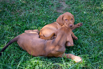 dog in the grass