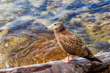 A young brown seagull stands on a stone against the backdrop of the clear sea.