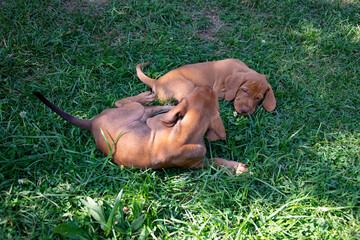 dog on grass