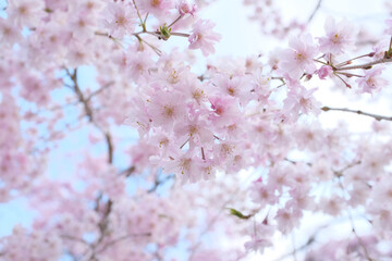 Naklejka premium 桜