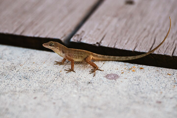 A small lizard sits on the edge of a sidewalk in close up