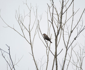 Red Winged Blackbird