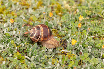 Burgundy snail (Helix pomatia) on wet grass