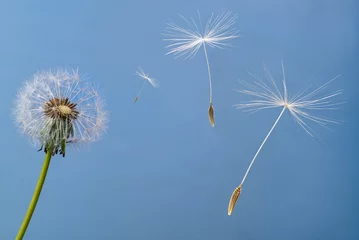 Foto op Plexiglas Seeds flying off with the wind from the seed head of a dandelion flower (Taraxacum officinale). © Gerry