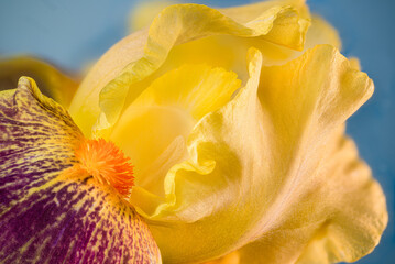 Fototapeta na wymiar Close-up of iris flower with clear sky background in spring garden in Virginia.