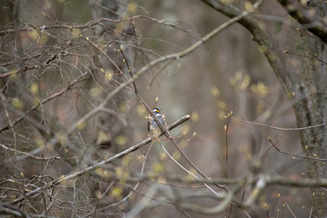 White Throated  Sparrow