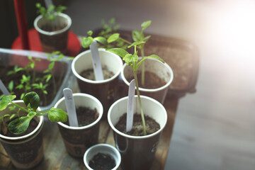Vegetable seedlings grown indoors in small pots.
