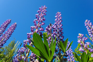 .Summer flowers background, bright blue lupins - 433340829