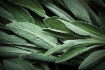 Fresh green sage leaves on table, food background - 433340844
