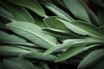 Fresh green sage leaves on table, food background © tartalja