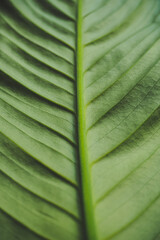 .Green background, large leaf of spathiphyllum - 433340852
