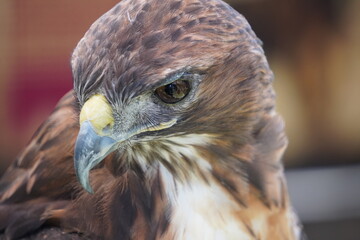 Fauna silvestres