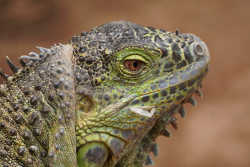 IGUANA