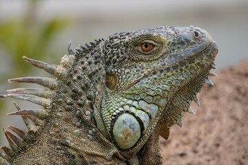 IGUANA