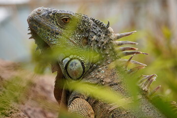 IGUANA