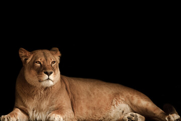 Fototapeta na wymiar Portrait of Lioness in mood for love. Lioness in dark.