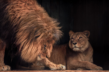 Lion and lioness, animals family. Portrait in the dark.
Portrait of Lion and lioness in mood for love.  - obrazy, fototapety, plakaty
