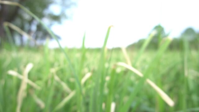 Abstract spring background or summer background with fresh grass