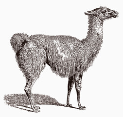 Llama, lama glama in profile view, after an antique engraving from the 19th century © M