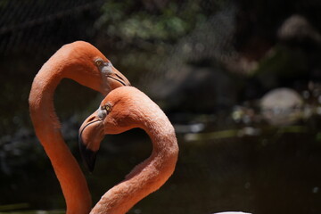 flamengo