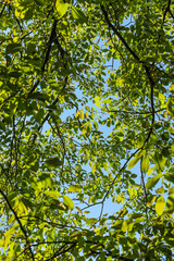 Look up through the green leaves and  branches of a walnut tree.