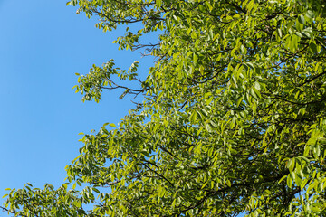 Close-up of part of a walnut canopy with thick green leaves against the clean blue sky.