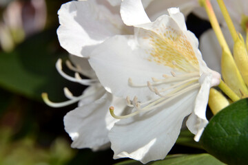 Blossoming white branch of rhododendron in spring. Close-up view of a shrub with flowering white rhododendron flowers. Cunningham's White Rhododendron