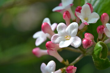 Naklejka na ściany i meble Viburnum burkwoodii. The Burkwood viburnum beautiful flowers. Closeup