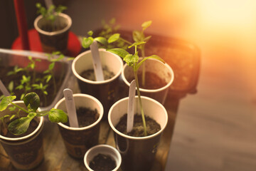 Obraz na płótnie Canvas Vegetable seedlings grown indoors in small pots.
