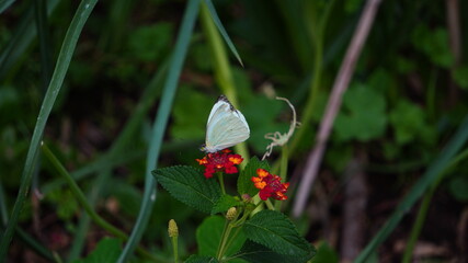 mariposa